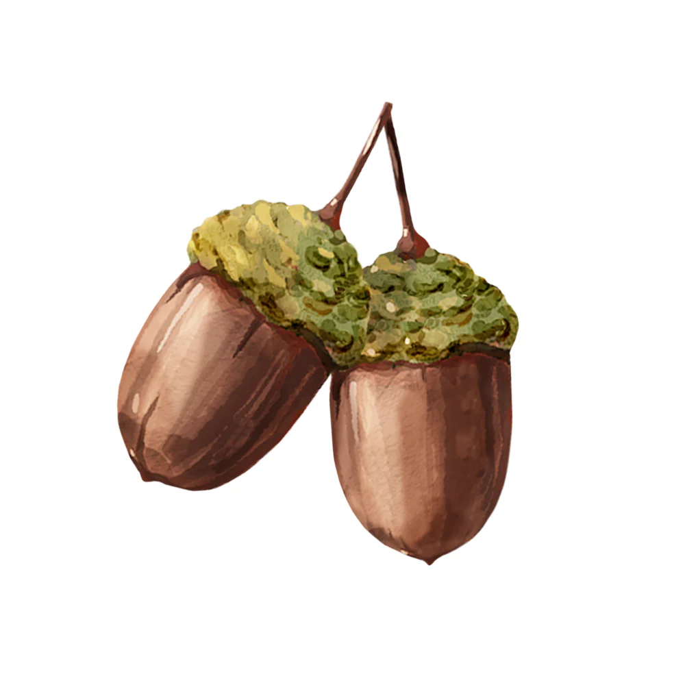 Acorns